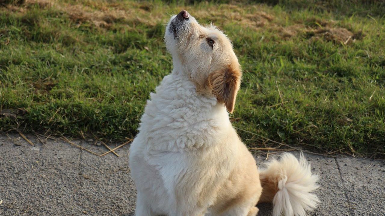 Ihr Hund ist willkommen Ihr Hund ist willkommen